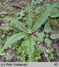 Polystichum lonchitis (paprotnik ostry)