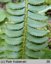 Polystichum lonchitis (paprotnik ostry)