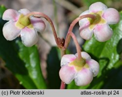 Chimaphila umbellata (pomocnik baldaszkowy)