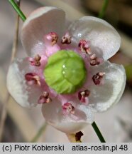 Chimaphila umbellata (pomocnik baldaszkowy)