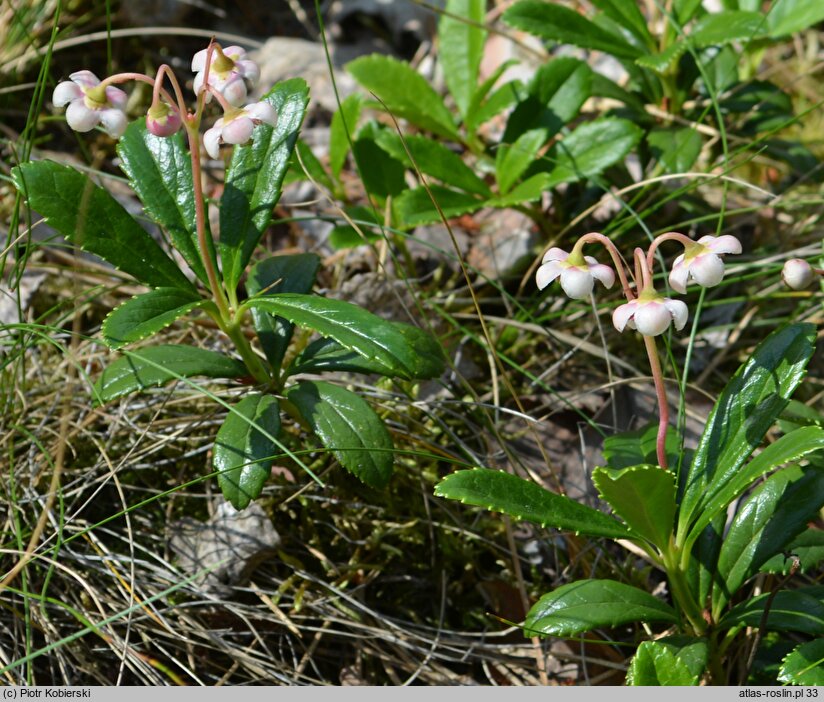 Chimaphila umbellata (pomocnik baldaszkowy)