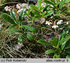 Chimaphila umbellata (pomocnik baldaszkowy)