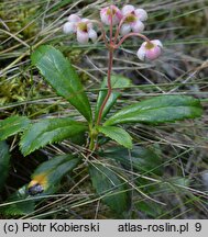 Chimaphila umbellata (pomocnik baldaszkowy)