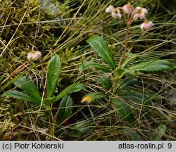 Chimaphila umbellata (pomocnik baldaszkowy)