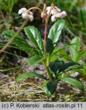 Chimaphila umbellata (pomocnik baldaszkowy)