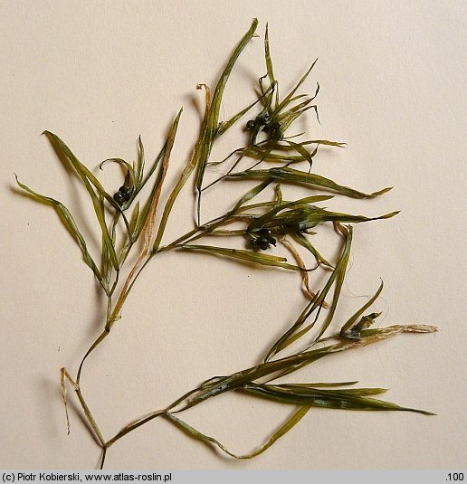Potamogeton acutifolius (rdestnica ostrolistna)