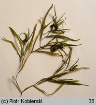 Potamogeton acutifolius (rdestnica ostrolistna)
