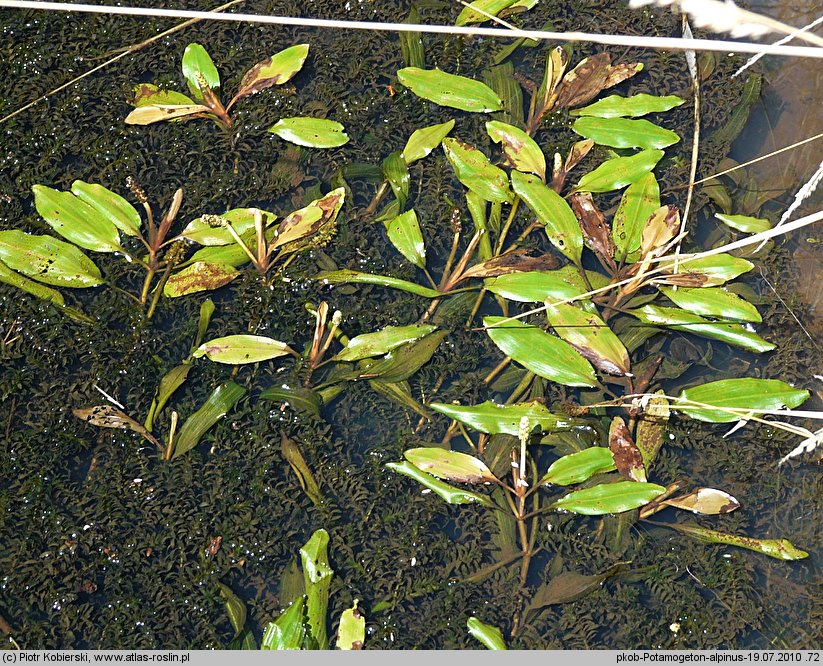 Potamogeton alpinus (rdestnica alpejska)