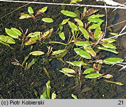 Potamogeton alpinus (rdestnica alpejska)