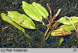 Potamogeton alpinus (rdestnica alpejska)