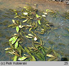 Potamogeton alpinus (rdestnica alpejska)