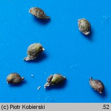 Potamogeton berchtoldii (rdestnica Berchtolda)