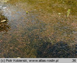 Potamogeton berchtoldii (rdestnica Berchtolda)