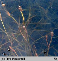 Potamogeton berchtoldii (rdestnica Berchtolda)