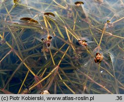 Potamogeton berchtoldii (rdestnica Berchtolda)