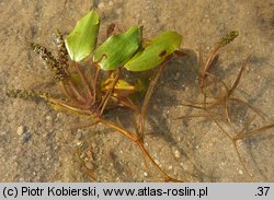 Potamogeton gramineus (rdestnica trawiasta)