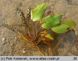 Potamogeton gramineus (rdestnica trawiasta)