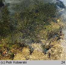 Potamogeton gramineus (rdestnica trawiasta)