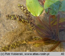 Potamogeton gramineus (rdestnica trawiasta)