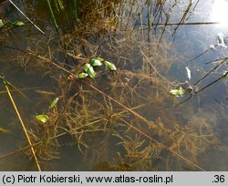 Potamogeton gramineus (rdestnica trawiasta)