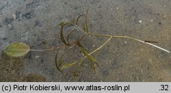 Potamogeton gramineus (rdestnica trawiasta)