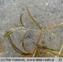 Potamogeton gramineus (rdestnica trawiasta)