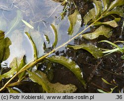 Potamogeton lucens (rdestnica połyskująca)