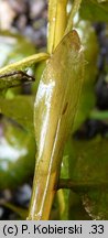 Potamogeton lucens (rdestnica połyskująca)