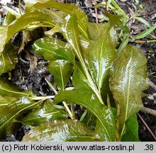 Potamogeton lucens (rdestnica połyskująca)