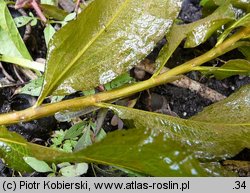 Potamogeton lucens (rdestnica połyskująca)