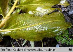 Potamogeton lucens (rdestnica połyskująca)