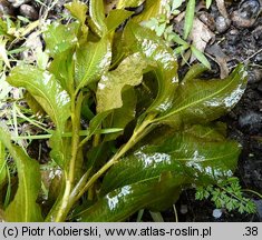 Potamogeton lucens (rdestnica połyskująca)