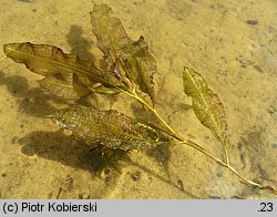 Potamogeton lucens (rdestnica połyskująca)