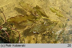 Potamogeton lucens (rdestnica połyskująca)