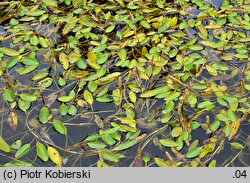 Potamogeton nodosus (rdestnica nawodna)