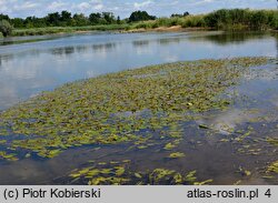 Potamogeton nodosus (rdestnica nawodna)