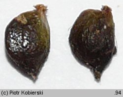 Potamogeton obtusifolius (rdestnica stępiona)