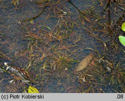 Potamogeton obtusifolius (rdestnica stępiona)