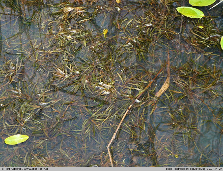 Potamogeton obtusifolius (rdestnica stępiona)