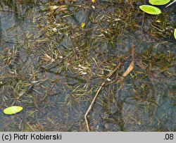 Potamogeton obtusifolius (rdestnica stępiona)