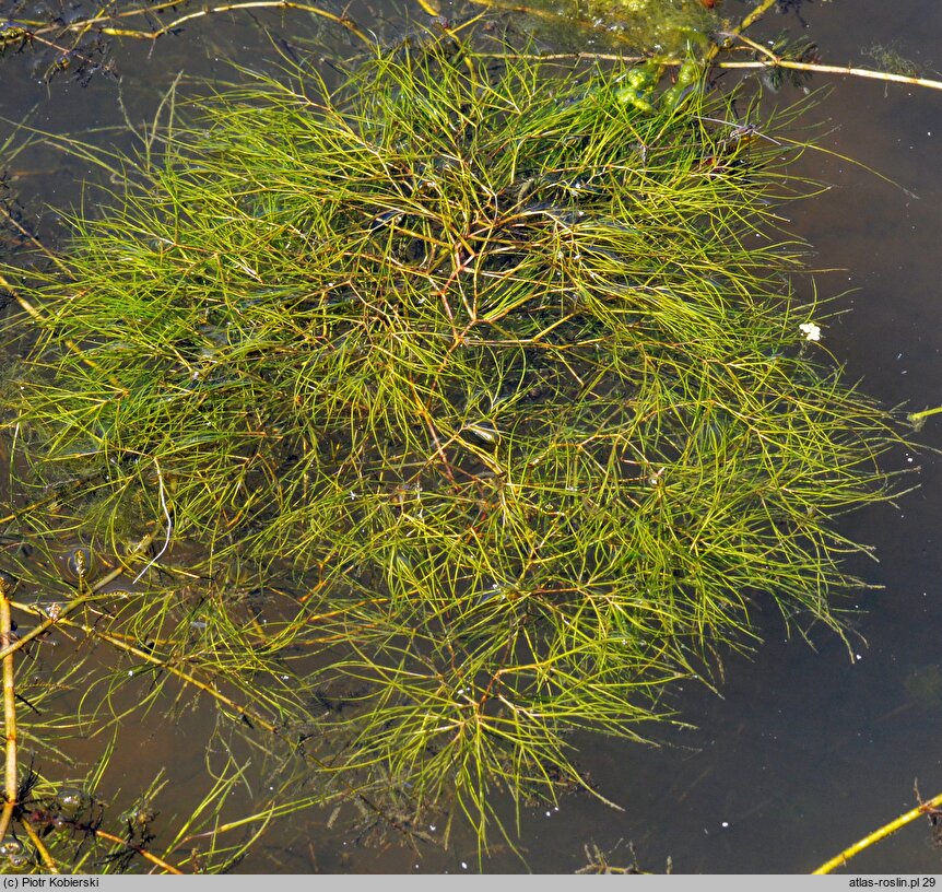 Stuckenia pectinata (stuckenia grzebieniasta)