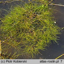 Stuckenia pectinata (stuckenia grzebieniasta)