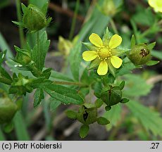 Potentilla norvegica (pięciornik norweski)