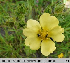 Potentilla recta (pięciornik wyprostowany)