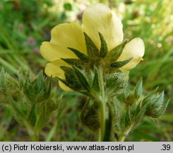 Potentilla recta (pięciornik wyprostowany)