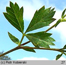 Potentilla anglica (pięciornik rozścielony)