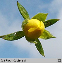 Potentilla anglica (pięciornik rozścielony)