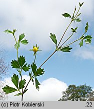 Potentilla anglica (pięciornik rozścielony)