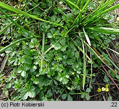 Potentilla anglica (pięciornik rozścielony)