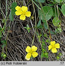 Potentilla anglica (pięciornik rozścielony)